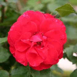 Rose 'La Sevillana'